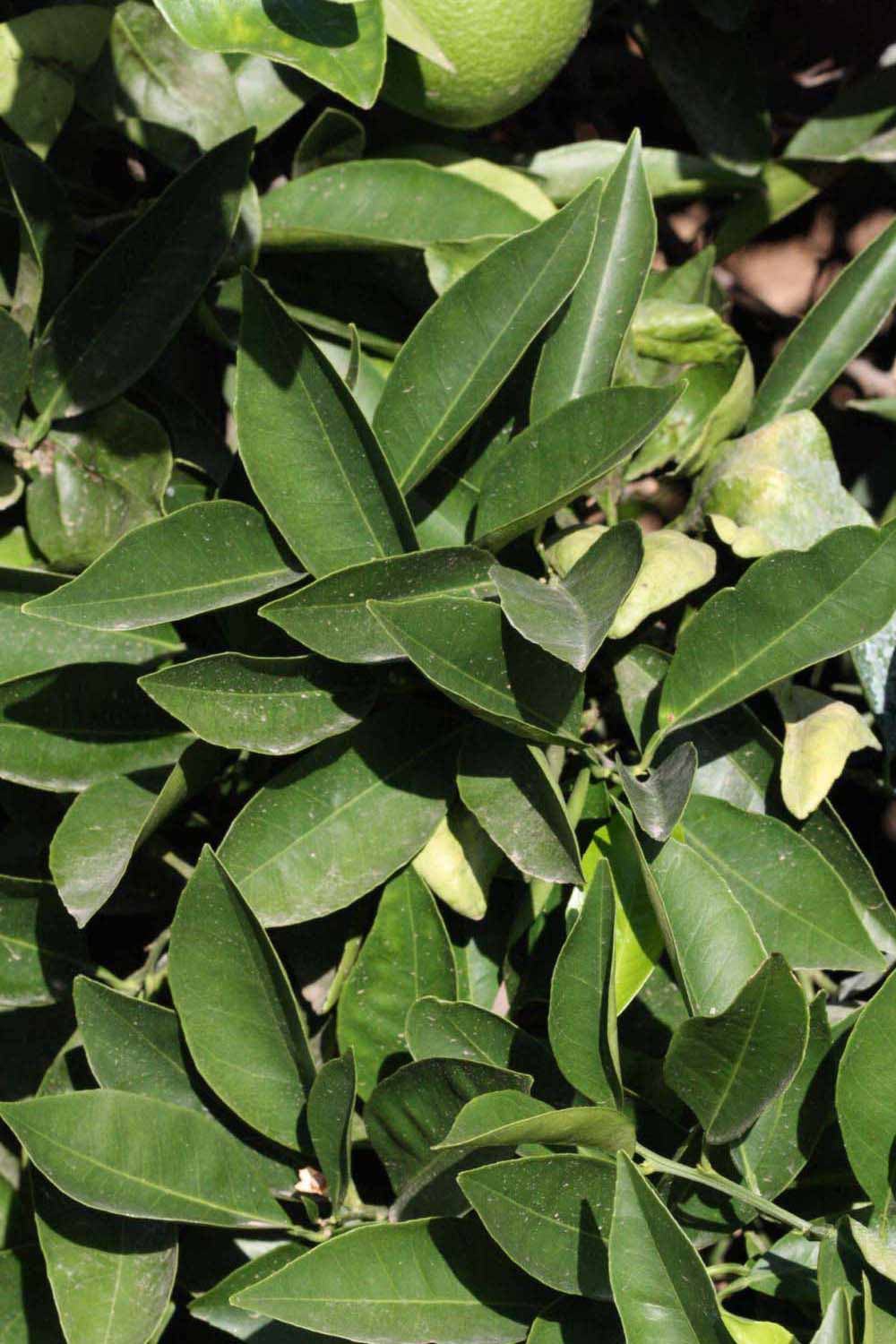              Sun leaves (Riverside, CA)       